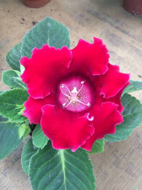 21.06.2020 - A -Magazin