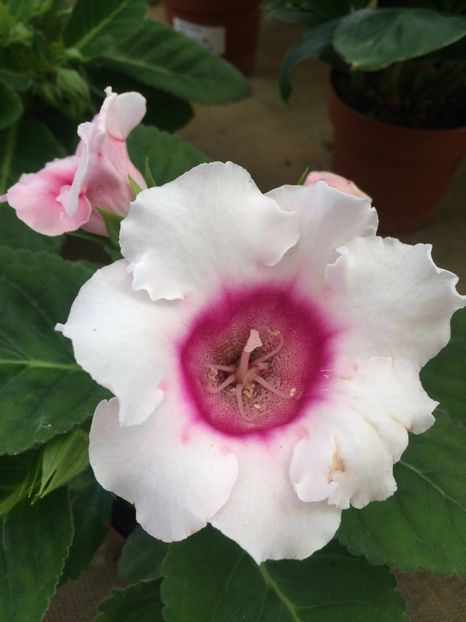 21.06.2020 - A -Magazin