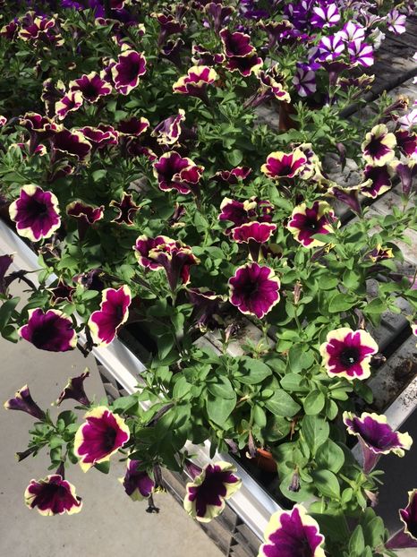 21.06.2020- petunii - A -Magazin