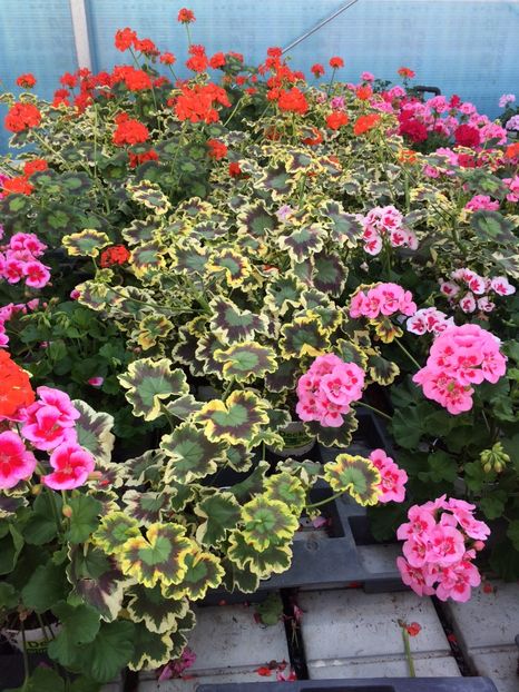 21.06.2020- mușcste - A -Magazin