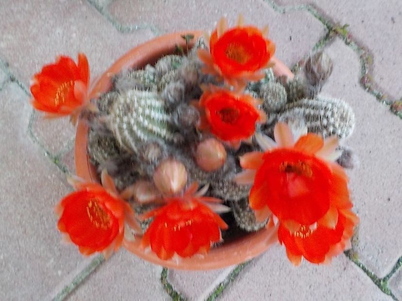  - chamacereus hibrid