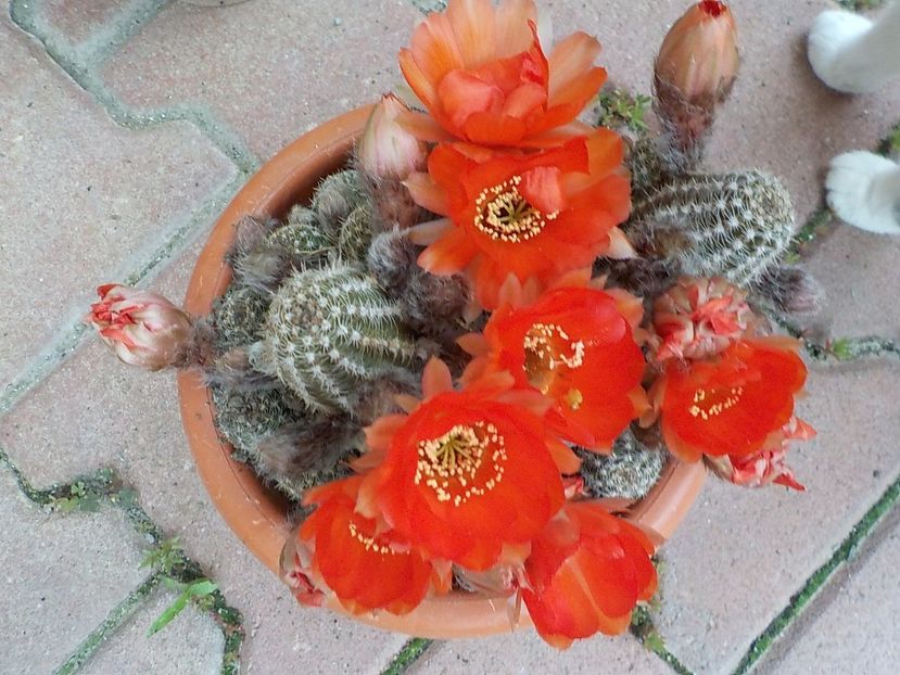  - chamacereus hibrid