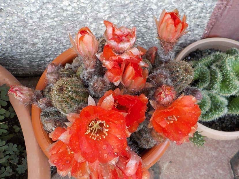  - chamacereus hibrid
