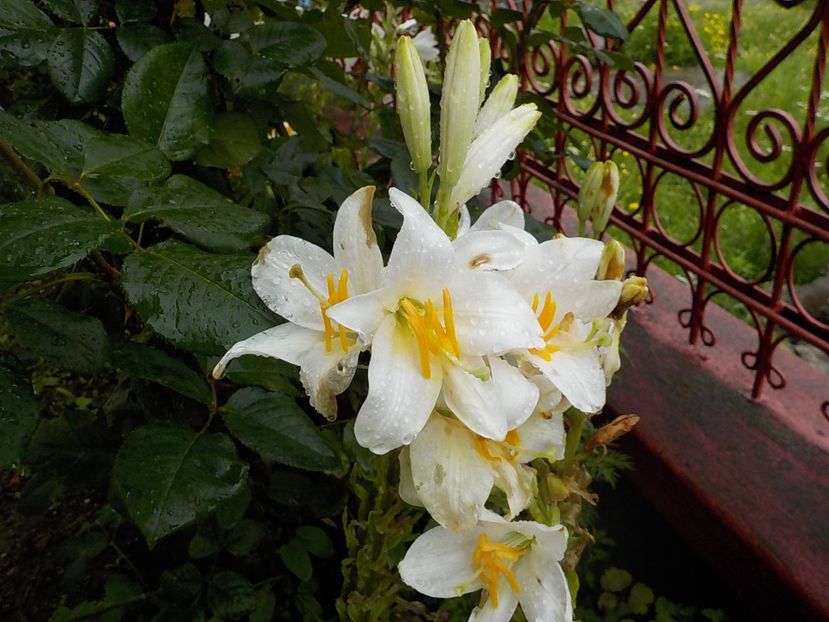  - lilium candidum