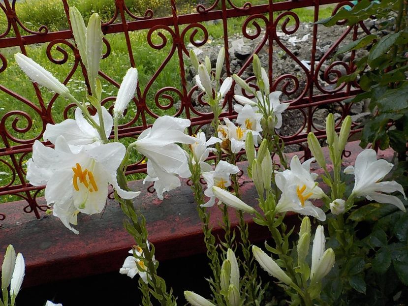 - lilium candidum