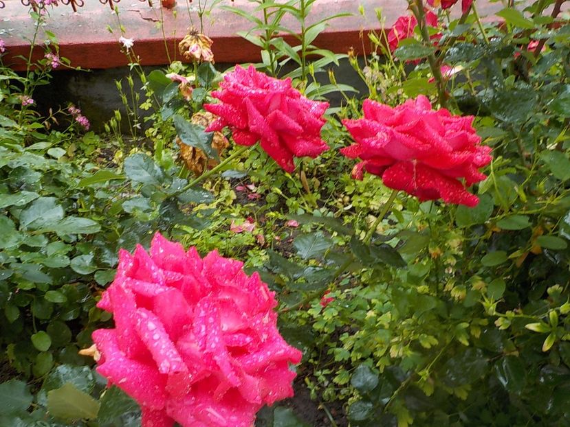  - Trandafiri in gradina mea