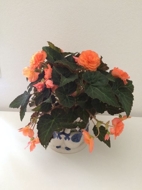 21.06.2020- begonie - A -Magazin