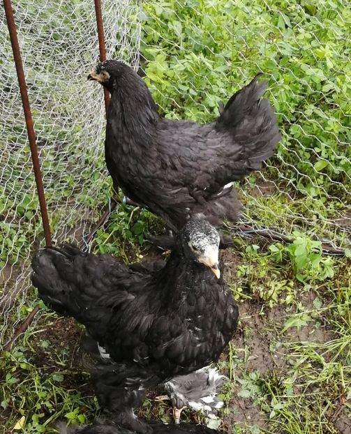  - Brahma potarnichiu albastru silver Orange bobat si HI
