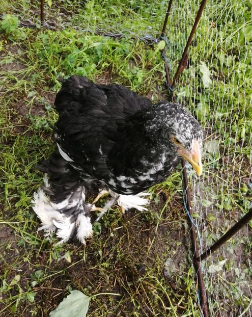 - Brahma potarnichiu albastru silver Orange bobat si HI