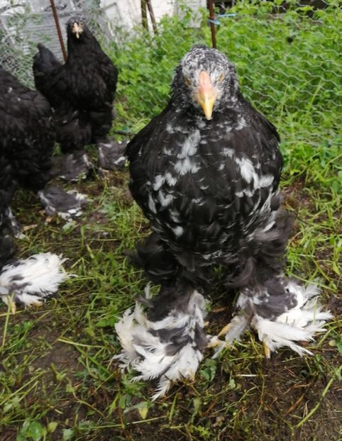  - Brahma potarnichiu albastru silver Orange bobat si HI