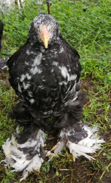  - Brahma potarnichiu albastru silver Orange bobat si HI