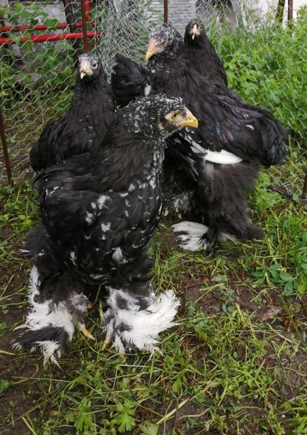  - Brahma potarnichiu albastru silver Orange bobat si HI