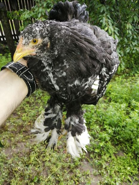  - Brahma potarnichiu albastru silver Orange bobat si HI