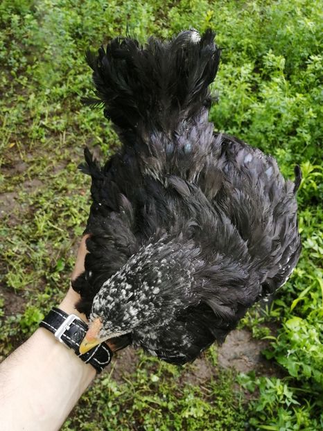  - Brahma potarnichiu albastru silver Orange bobat si HI