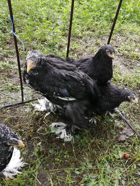  - Brahma potarnichiu albastru silver Orange bobat si HI