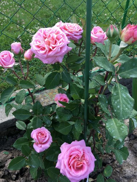 Ashley - 2020 - Ashley