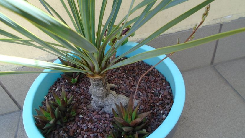 Yucca rostrata - Agave - Yucca si Dracaena 2020