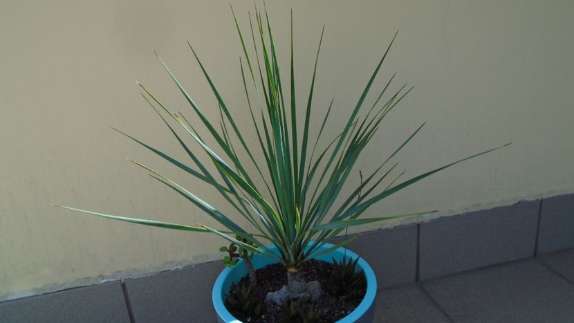 Yucca rostrata - Agave - Yucca si Dracaena 2020