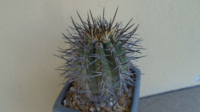 Copiapoa calderana ssp. atacamensis - Cactusi 2020 evolutie primavara