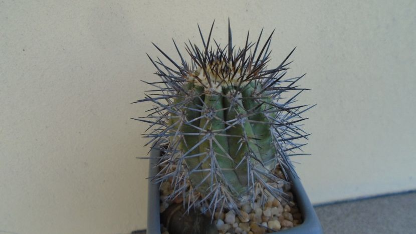 Copiapoa calderana ssp. atacamensis - Cactusi 2020 evolutie primavara
