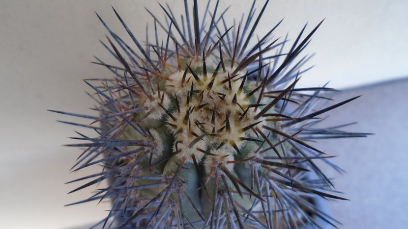 Copiapoa calderana ssp. atacamensis - Cactusi 2020 evolutie primavara