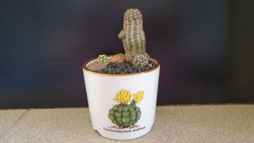 Pygmaeocereus bylesianus & Pygmaeocereus bieblii - Cactusi 2020 evolutie primavara