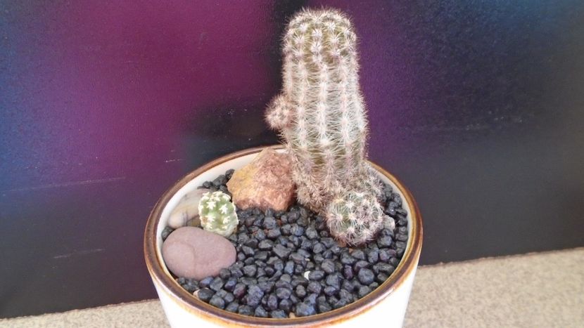 Pygmaeocereus bylesianus & Pygmaeocereus bieblii - Cactusi 2020 evolutie primavara