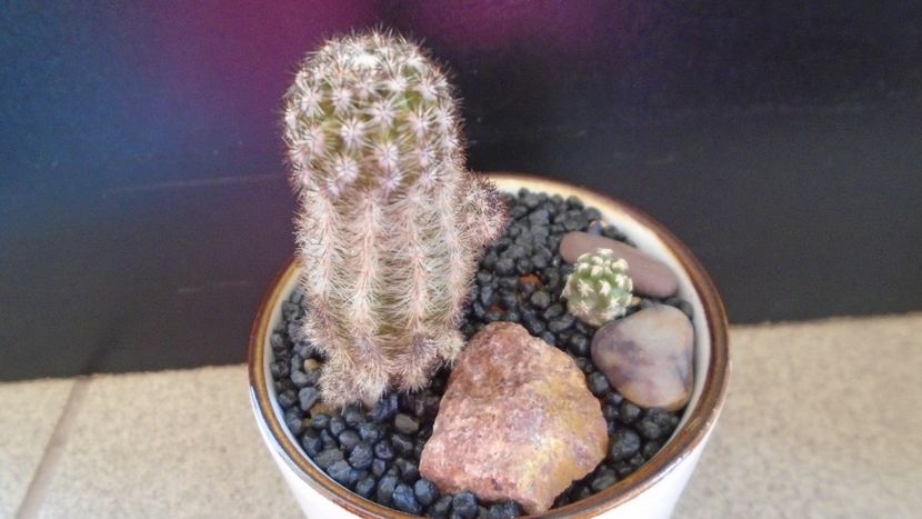 Pygmaeocereus bylesianus & Pygmaeocereus bieblii - Cactusi 2020 evolutie primavara