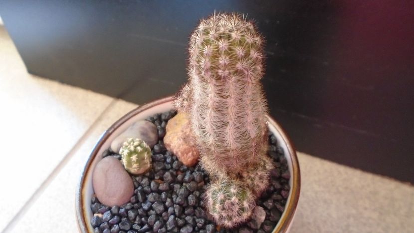 Pygmaeocereus bylesianus - Cactusi 2020 evolutie primavara