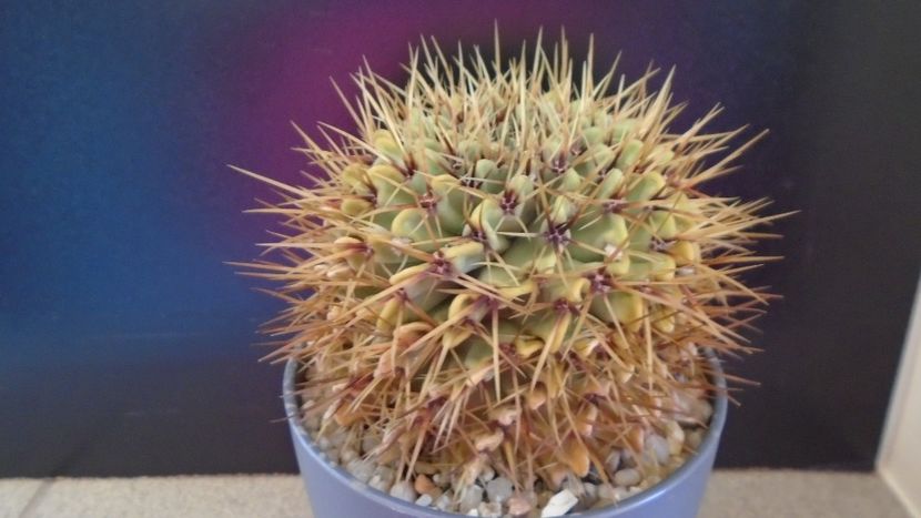 Notocactus (Parodia) buiningii - Cactusi 2020 evolutie primavara
