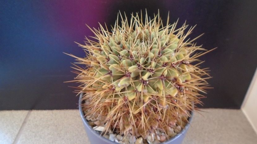 Notocactus (Parodia) buiningii - Cactusi 2020 evolutie primavara