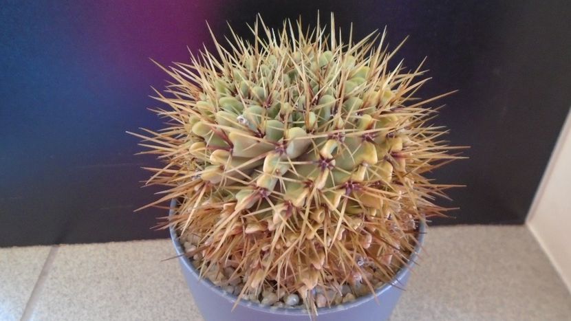 Notocactus (Parodia) buiningii - Cactusi 2020 evolutie primavara