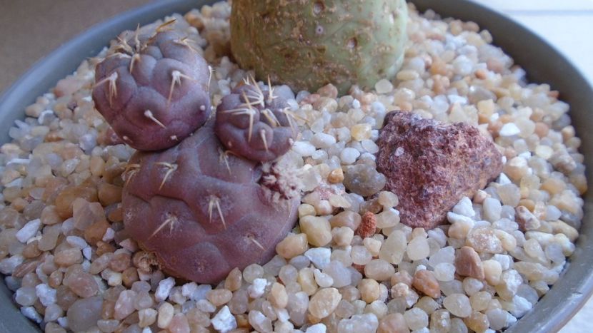 Tephrocactus geometricus - Cactusi 2020 evolutie primavara