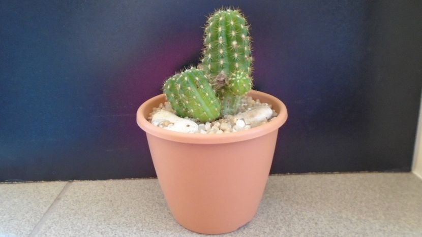 Chamaelobivia hb. - Cactusi 2020 evolutie primavara