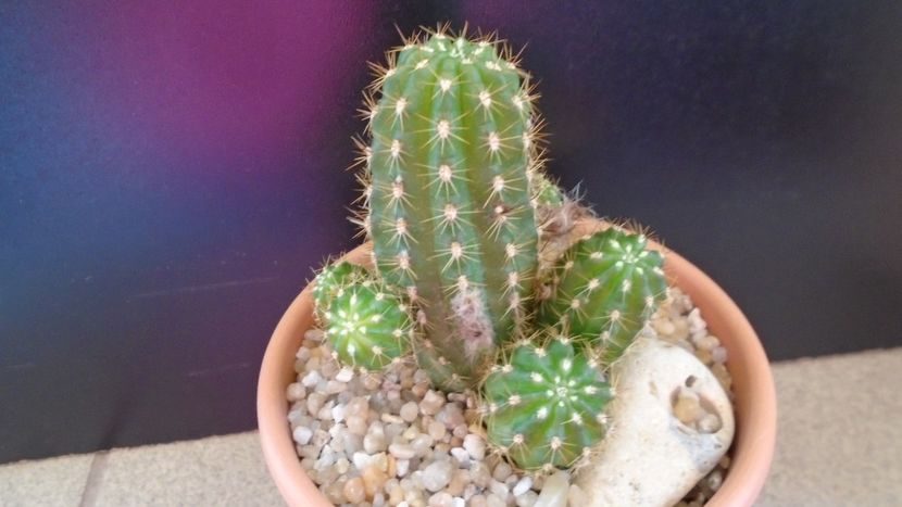 Chamaelobivia hb. - Cactusi 2020 evolutie primavara