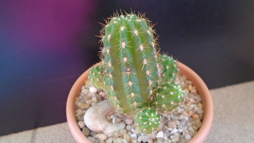 Chamaelobivia hb. - Cactusi 2020 evolutie primavara