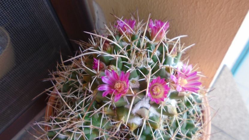 Mammillaria compressa - Cactusi 2020 evolutie primavara