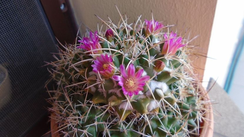 Mammillaria compressa - Cactusi 2020 evolutie primavara