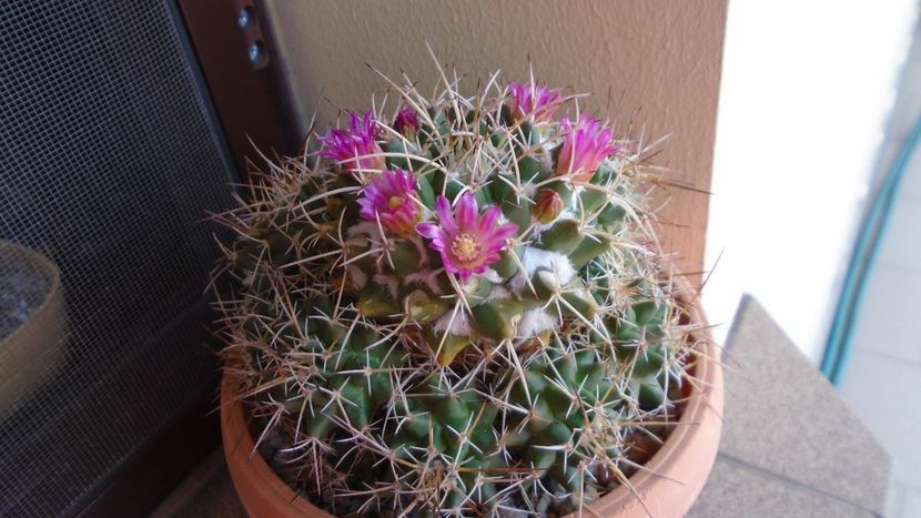 Mammillaria compressa - Cactusi 2020 evolutie primavara