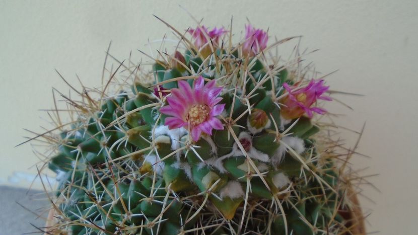 Mammillaria compressa - Cactusi 2020 evolutie primavara