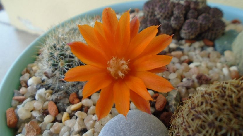 Rebutia steinmannii v. christinae - Cactusi 2020 evolutie primavara
