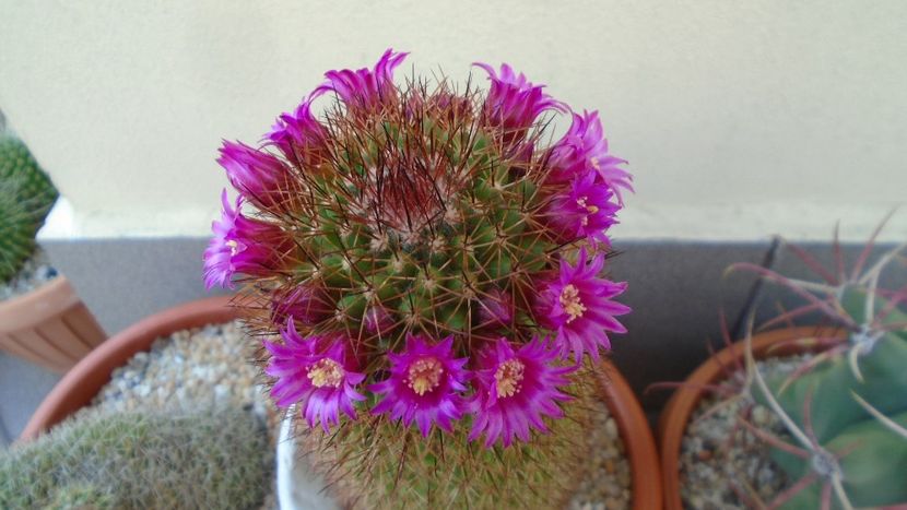 Mammillaria matudae - Cactusi 2020 evolutie primavara