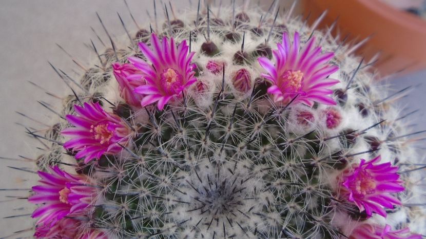 Mammillaria formosa ssp. chionocephala - Cactusi 2020 evolutie primavara