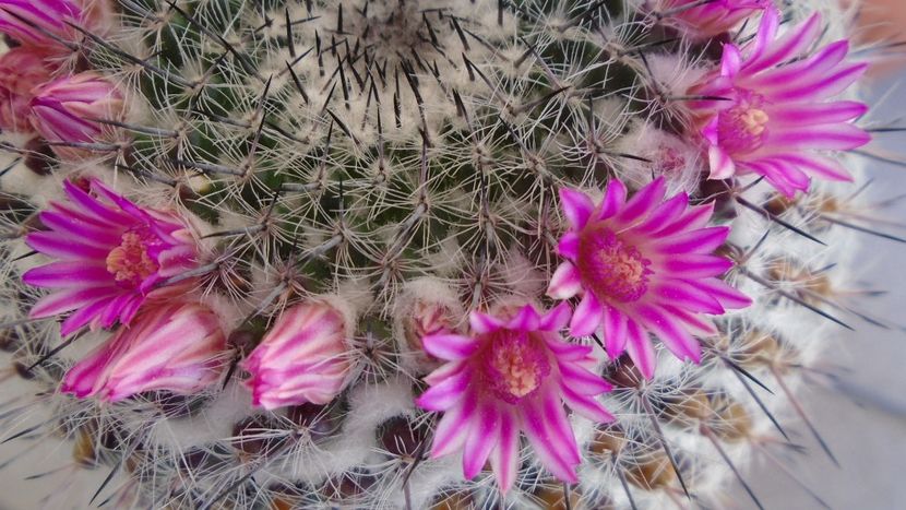 Mammillaria formosa ssp. chionocephala - Cactusi 2020 evolutie primavara