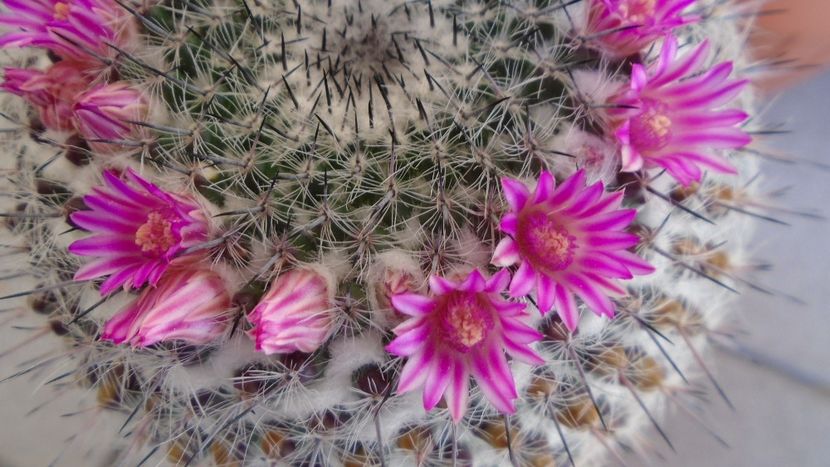 Mammillaria formosa ssp. chionocephala - Cactusi 2020 evolutie primavara