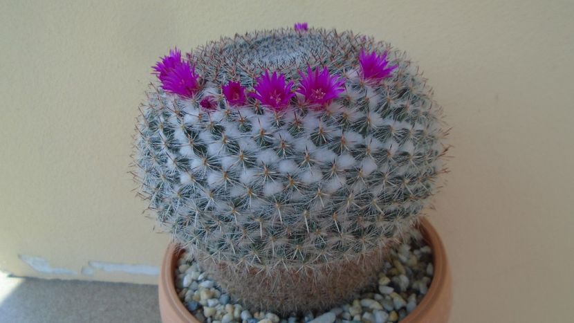 Mammillaria hahniana - Cactusi 2020 evolutie primavara