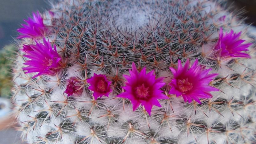 Mammillaria hahniana - Cactusi 2020 evolutie primavara