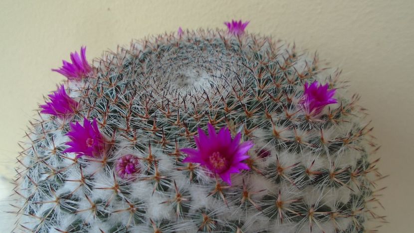 Mammillaria hahniana - Cactusi 2020 evolutie primavara