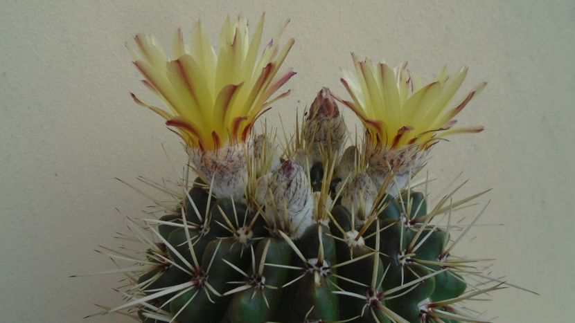 Notocactus mammulosus (Parodia mammulosa) - Cactusi 2020 evolutie primavara