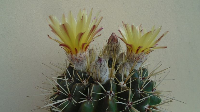 Notocactus mammulosus (Parodia mammulosa) - Cactusi 2020 evolutie primavara